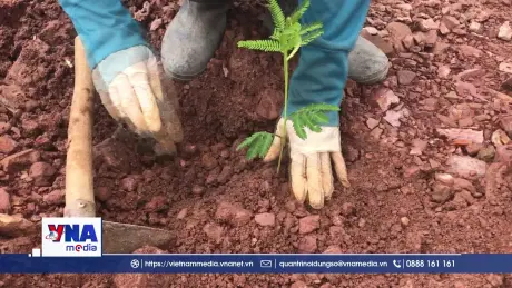 Hải Dương nỗ lực khôi phục diện tích bao phủ rừng