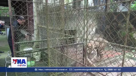 Thanh Hóa lên phương án chuyển giao 9 cá thể hổ