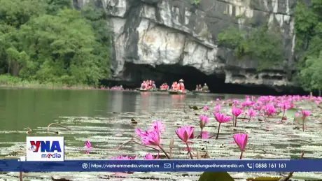 Mùa hoa súng nơi miền di sản