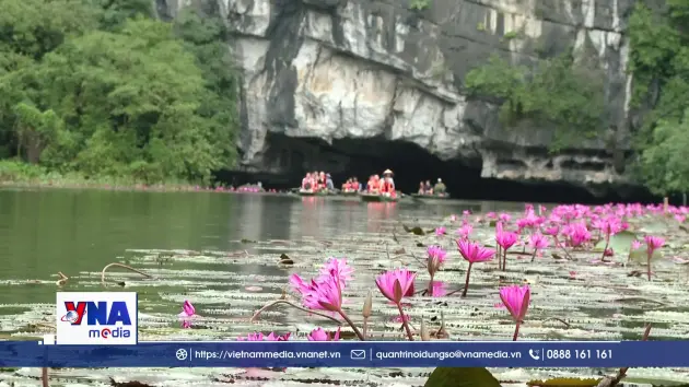 Mùa hoa súng nơi miền di sản