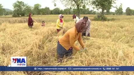 Campuchia tập trung bình ổn giá thóc  