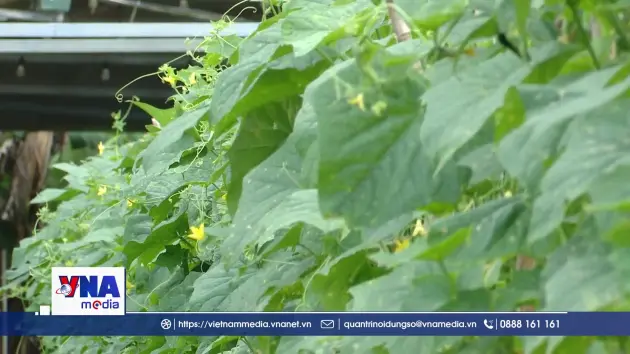 Phú Thọ hướng tới nền nông nghiệp thân thiện với môi trường