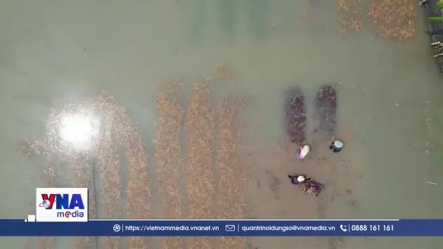 Bà con nông dân TP. HCM thiệt hại do mưa lũ bất thường