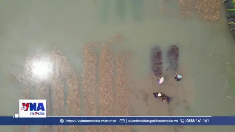 Bà con nông dân TP. HCM thiệt hại do mưa lũ bất thường