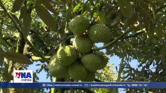 Nhiều giải pháp đảm bảo chất lượng trái sầu riêng xuất khẩu