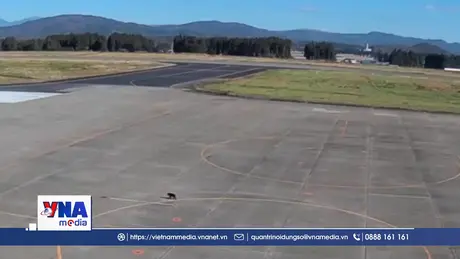 Sân bay Nhật Bản đóng cửa tạm thời do gấu đi lạc