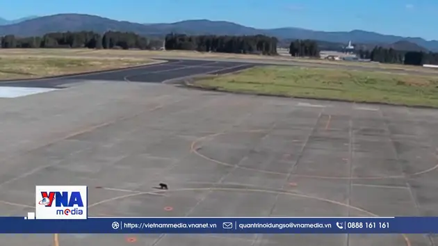 Sân bay Nhật Bản đóng cửa tạm thời do gấu đi lạc