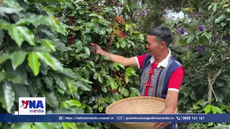 Đồng bào K’Ho xây dựng cà phê OCOP trên cao nguyên Langbiang