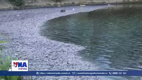 Hồ lắng Thủy Sơn kêu cứu vì ô nhiễm