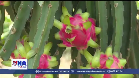 Nỗ lực đưa trái thanh long xuất khẩu