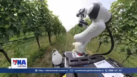 Robot trồng nho bảo vệ môi trường tại Italy