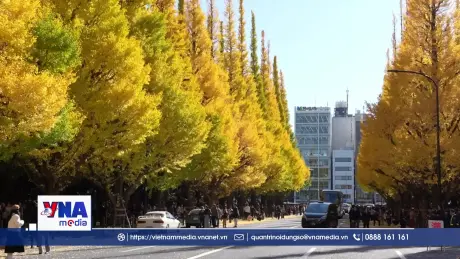 Sắc Thu rực rỡ trên Đại lộ Bạch quả tại Nhật Bản