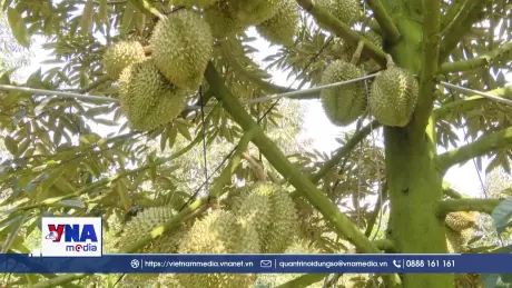 Sầu riêng đầu mùa giá cao, nhà vườn phấn khởi