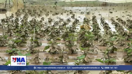 Mưa lũ gây thiệt hại nặng cho vựa rau lớn nhất Lâm Đồng