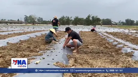 Giữ mầm xanh nơi rốn lũ Đà Nẵng