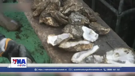Hàu nuôi chết hàng loạt tại nhiều nơi ở Nhật Bản