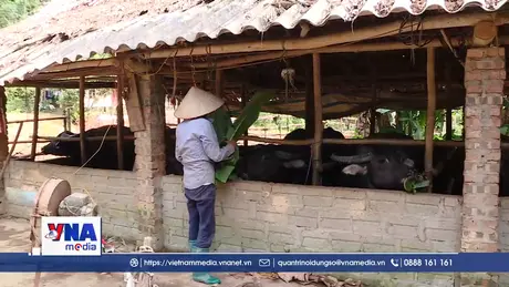 Hiệu quả giảm nghèo từ cây - con chủ lực