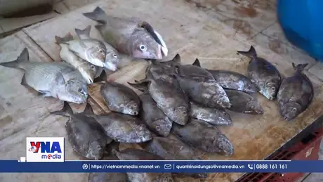 Cuộc chiến chống khai thác IUU từ châu Phi