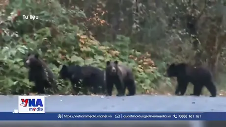 Gấu xám tấn công học sinh tiểu học và giáo viên tại Canada