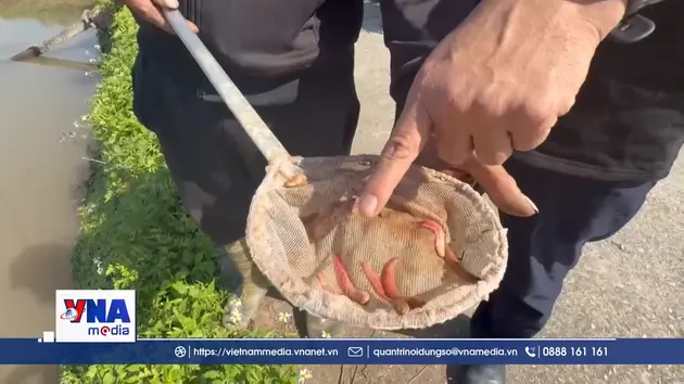 Người dân Vĩnh Thuận vào mùa thu hoạch rươi