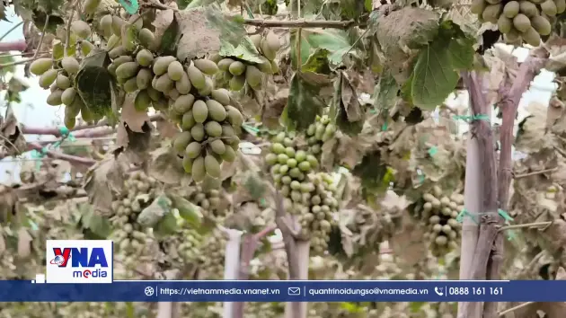 Mưa lũ khiến nhiều vườn nho, táo ở Khánh Hòa thiệt hại