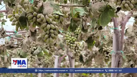 Mưa lũ khiến nhiều vườn nho, táo ở Khánh Hòa thiệt hại