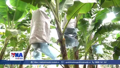 Chuyển giao công nghệ nhân giống chuối chất lượng cao