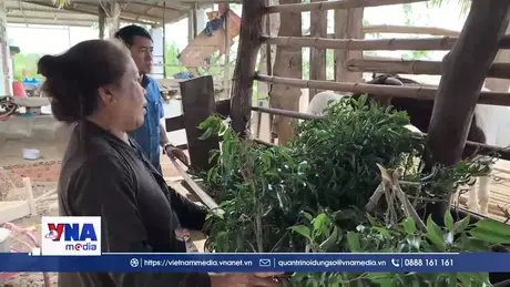 Nông dân Khánh Hòa chật vật khôi phục sản xuất sau mưa lũ