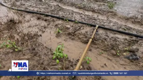 Ươm lại mầm xanh nơi vùng rau lớn nhất Việt Nam