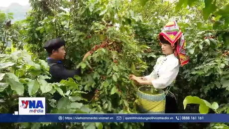 Cà phê Sơn La được mùa, được giá