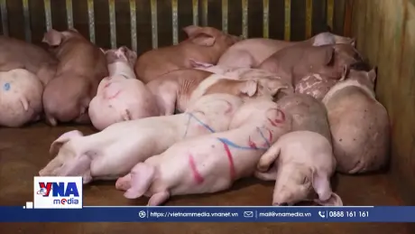 Ngăn chặn thịt lợn bệnh dịp cuối năm