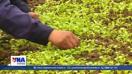 Khẩn trương sản xuất nông nghiệp vụ đông phục vụ nhu cầu tiêu dùng cuối năm