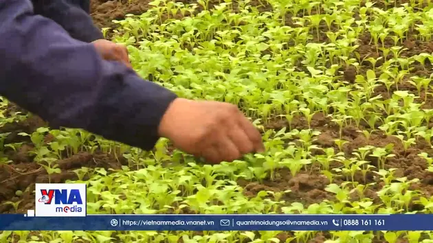 Khẩn trương sản xuất nông nghiệp vụ đông phục vụ nhu cầu tiêu dùng cuối năm