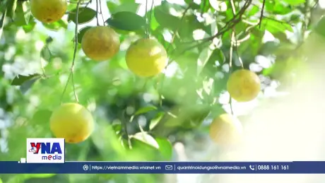 Rộn ràng mùa thu hoạch cam ở Hà Tĩnh