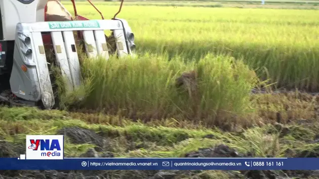 Nông dân Đồng Tháp “biến” rơm thành tiền