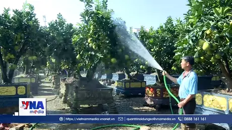 “Thủ phủ” quất, bưởi cảnh Văn Giang sẵn sàng cho thị trường Tết