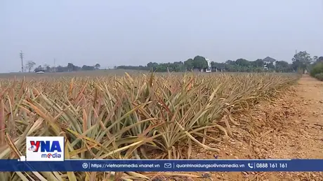 Thanh Hóa: Dứa chết khiến thu nhập người dân bị ảnh hưởng