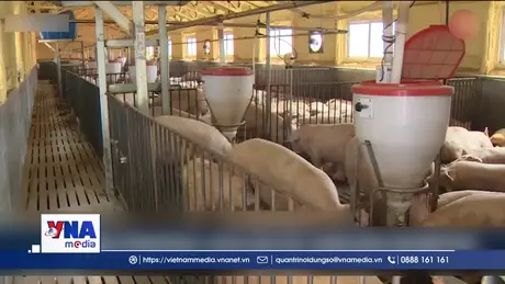 Tây Ban Nha điều tra nguyên nhân bùng phát dịch tả lợn