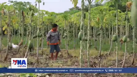 Nhiều diện tích nông nghiệp chết, hư hỏng sau thời gian ngập úng