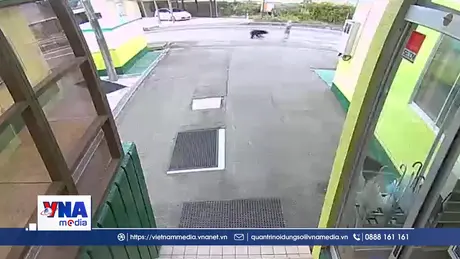 Gia tăng số vụ gấu tấn công người tại Nhật Bản