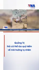 Quảng Trị: Thả cá thể rùa  quý hiếm về môi trường tự nhiên