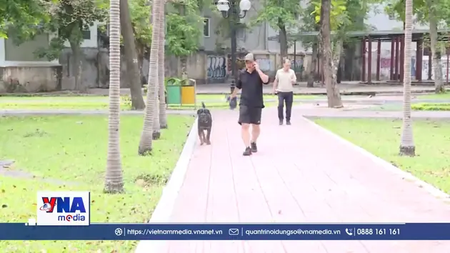 Chó thả rông tấn công người ở TP.HCM