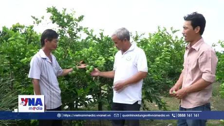 Chanh không hạt Mỹ Long xuất ngoại sang châu Âu