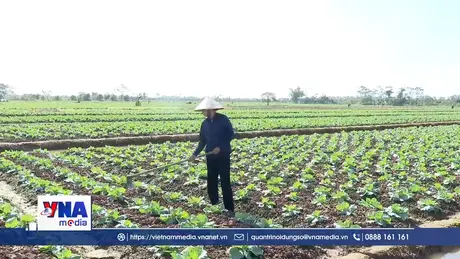 Hưng Yên gia tăng giá trị cho cây trồng vụ Đông