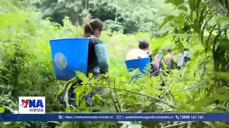 Người Mông Pà Cò giữ rừng để phát triển du lịch cộng đồng bền vững