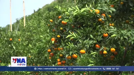 C﻿ây quýt mở ra hướng thoát nghèo bền vững ở Vân Sơn