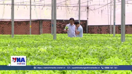 TP. Hồ Chí Minh tăng sản lượng vụ rau Tết