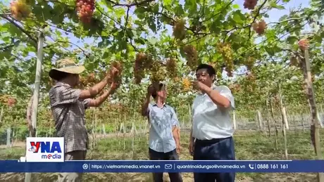 Nhiều giống nho, táo mới, chất lượng cho Nam Trung Bộ