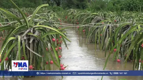 Giá trái thanh long tươi tại vườn tăng cao