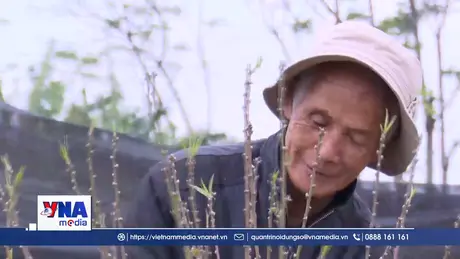 Xuân về rộn rã tiếng cười trên cánh đồng hoa ở Ninh Bình